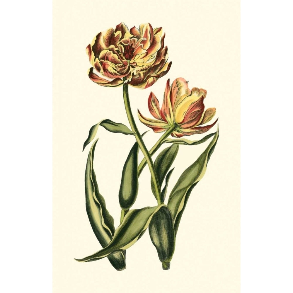 Vintage Tulips IV Poster Print - Studio Vision-VARPDX16779Z Image 1