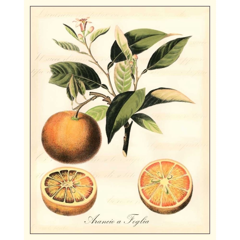 Tuscan Fruits III Poster Print - Studio Vision-VARPDX16784Z Image 1