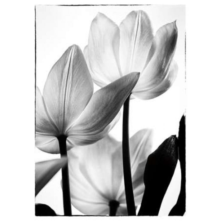 Translucent Tulips III Poster Print by Debra Van Swearingen-VARPDX16796P Image 1