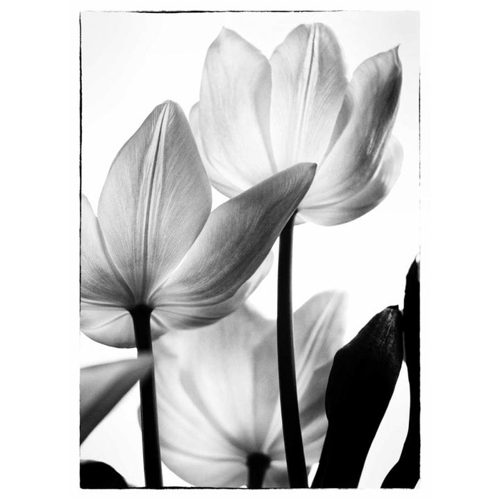 Translucent Tulips III Poster Print by Debra Van Swearingen-VARPDX16796P Image 2