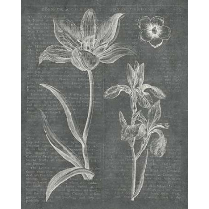 Eden Spring II Gray Poster Print by Wild Apple Portfolio-VARPDX16803 Image 1