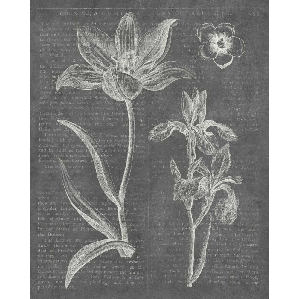 Eden Spring II Gray Poster Print by Wild Apple Portfolio-VARPDX16803 Image 2