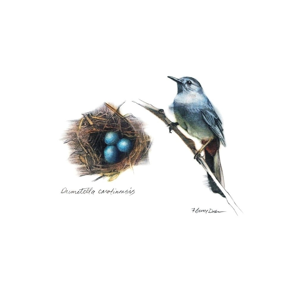 Bird and Nest Study II Poster Print - Bruce Dean-VARPDX168124Z Image 1