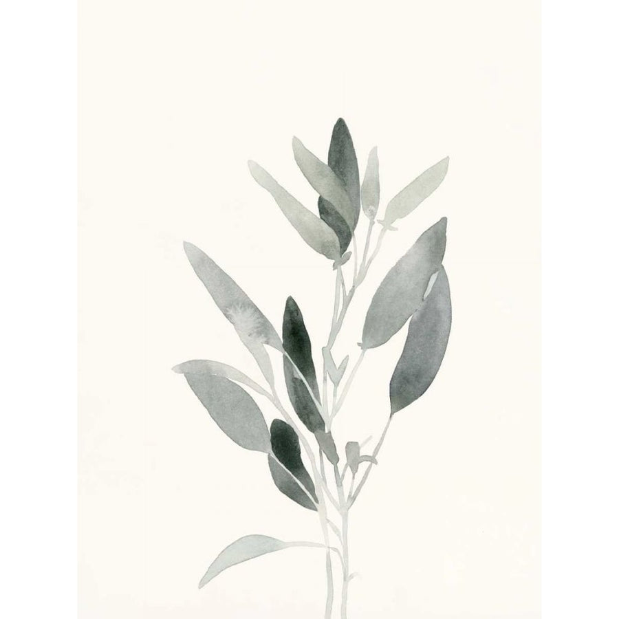 Delicate Sage Botanical IV Poster Print - Emma Caroline-VARPDX168266Z Image 1