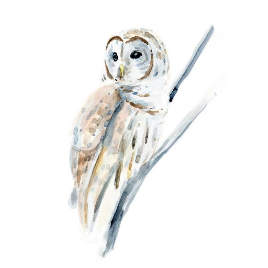 Arctic Owl I Poster Print - Annie Warren-VARPDX168327Z Image 1