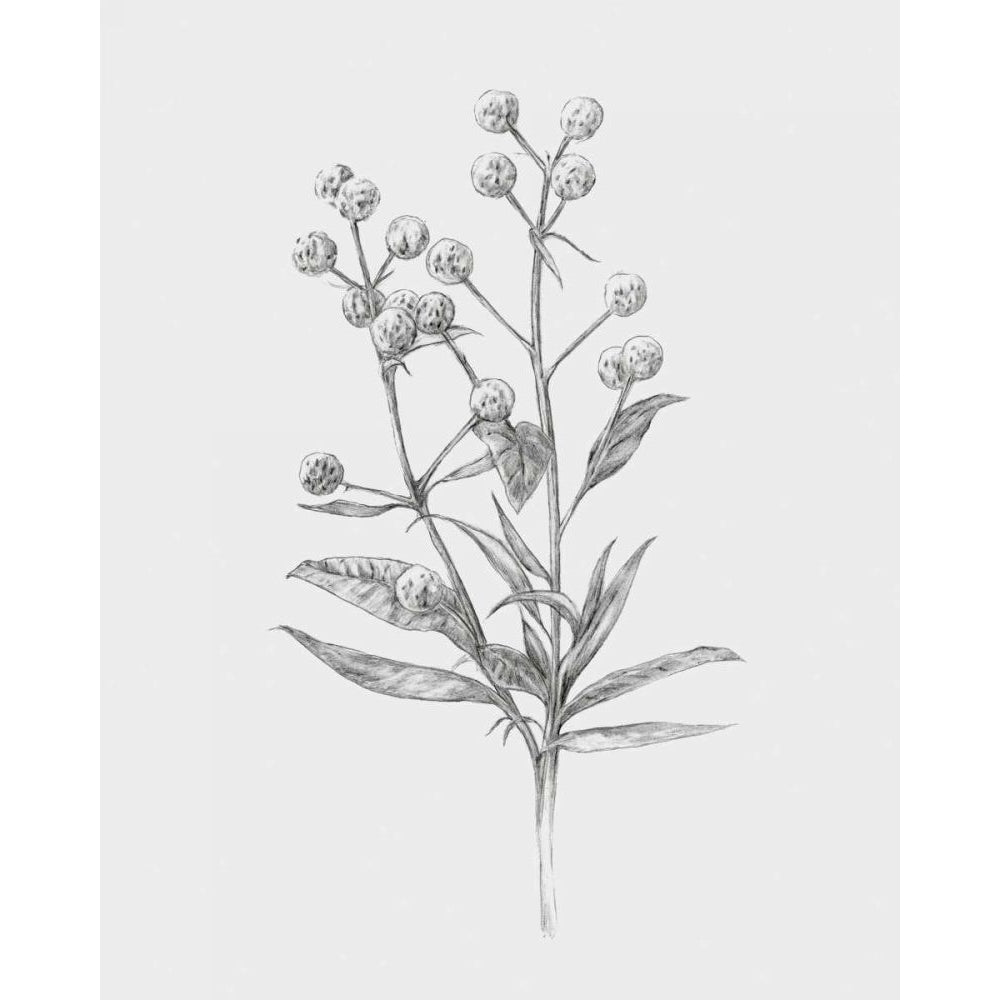 Wild Stem I Poster Print - Annie Warren-VARPDX168337Z Image 1