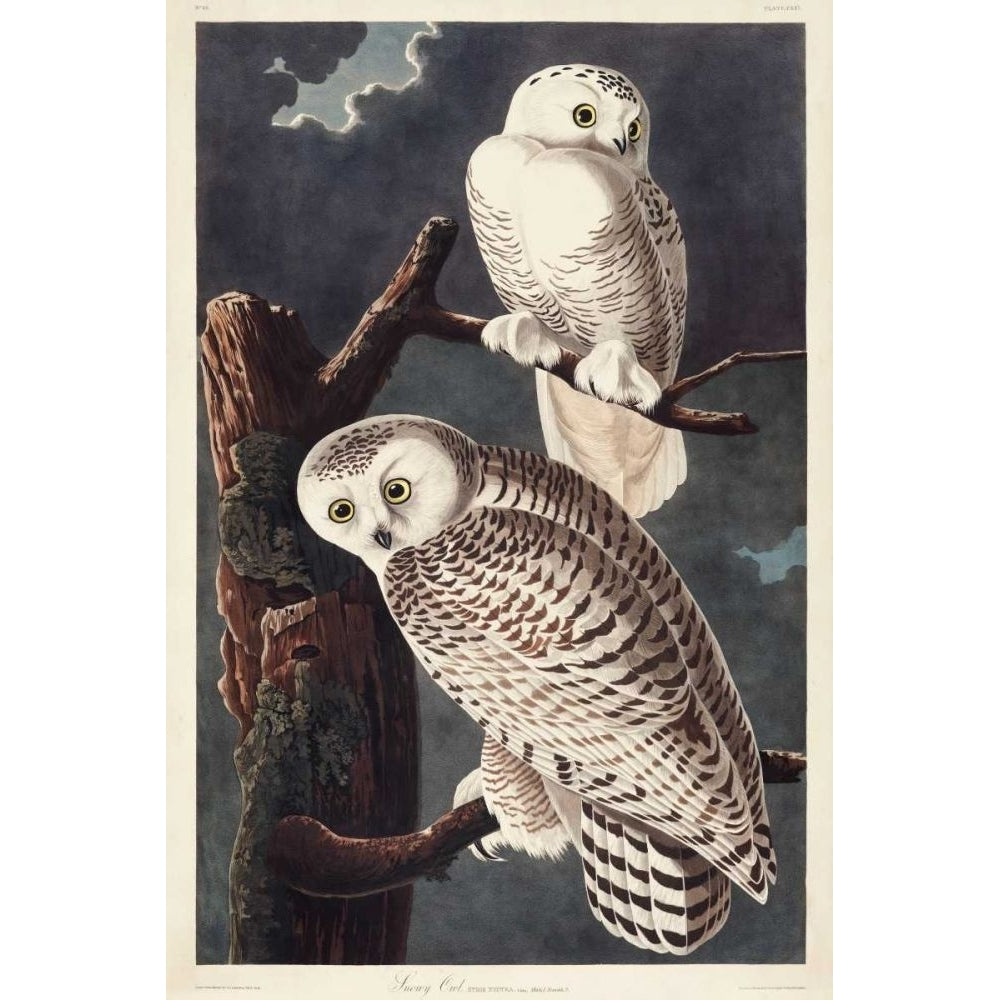 Pl 121 Snowy Owl Poster Print - John James Audubon-VARPDX168358Z Image 1