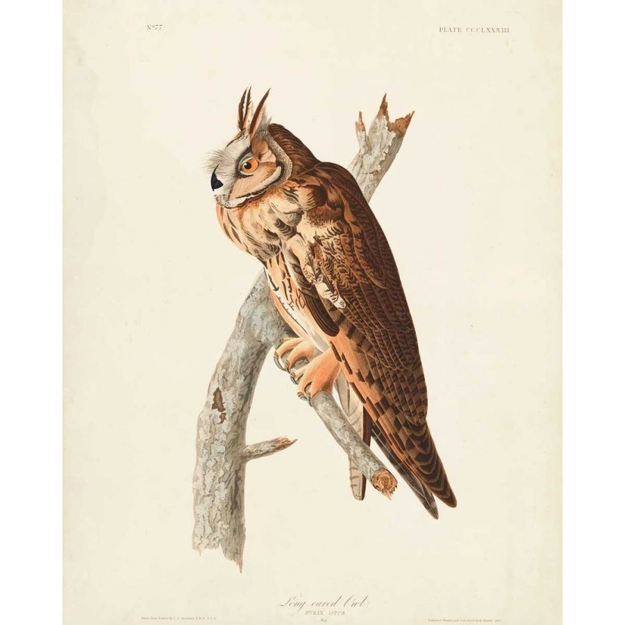 Pl 383 Long-eared Owl Poster Print - John James Audubon-VARPDX168361Z Image 1