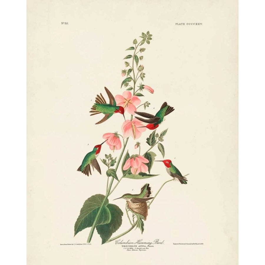 Pl 425 Columbian Hummingbird Poster Print - John James Audubon-VARPDX168367Z Image 1