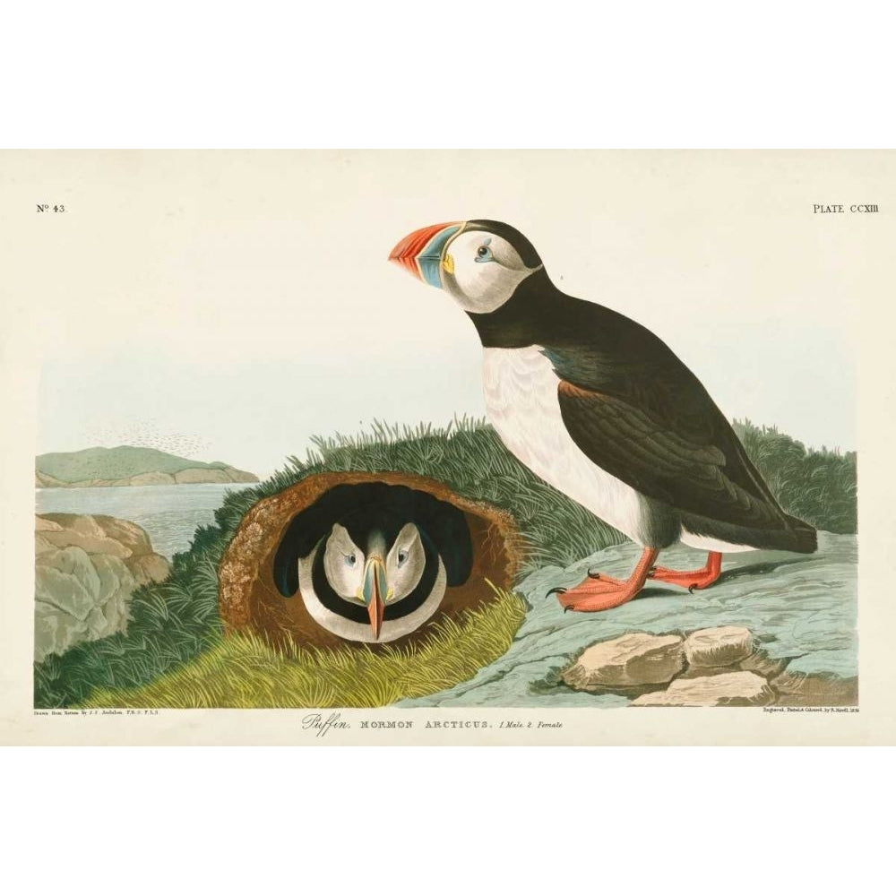 Pl 213 Puffin Poster Print - John James Audubon-VARPDX168403Z Image 1