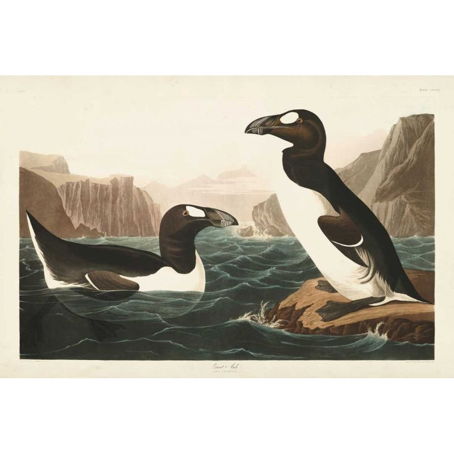 Pl 341 Great Auk Poster Print - John James Audubon-VARPDX168409Z Image 1