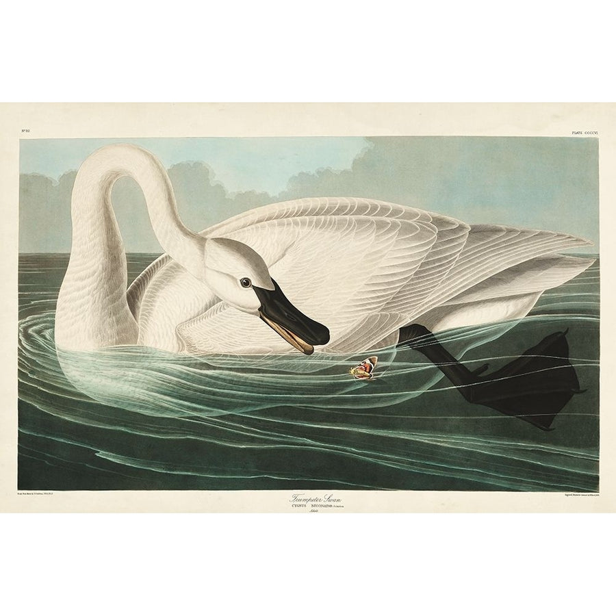 Pl 406 Trumpeter Swan Poster Print - John James Audubon-VARPDX168452Z Image 1