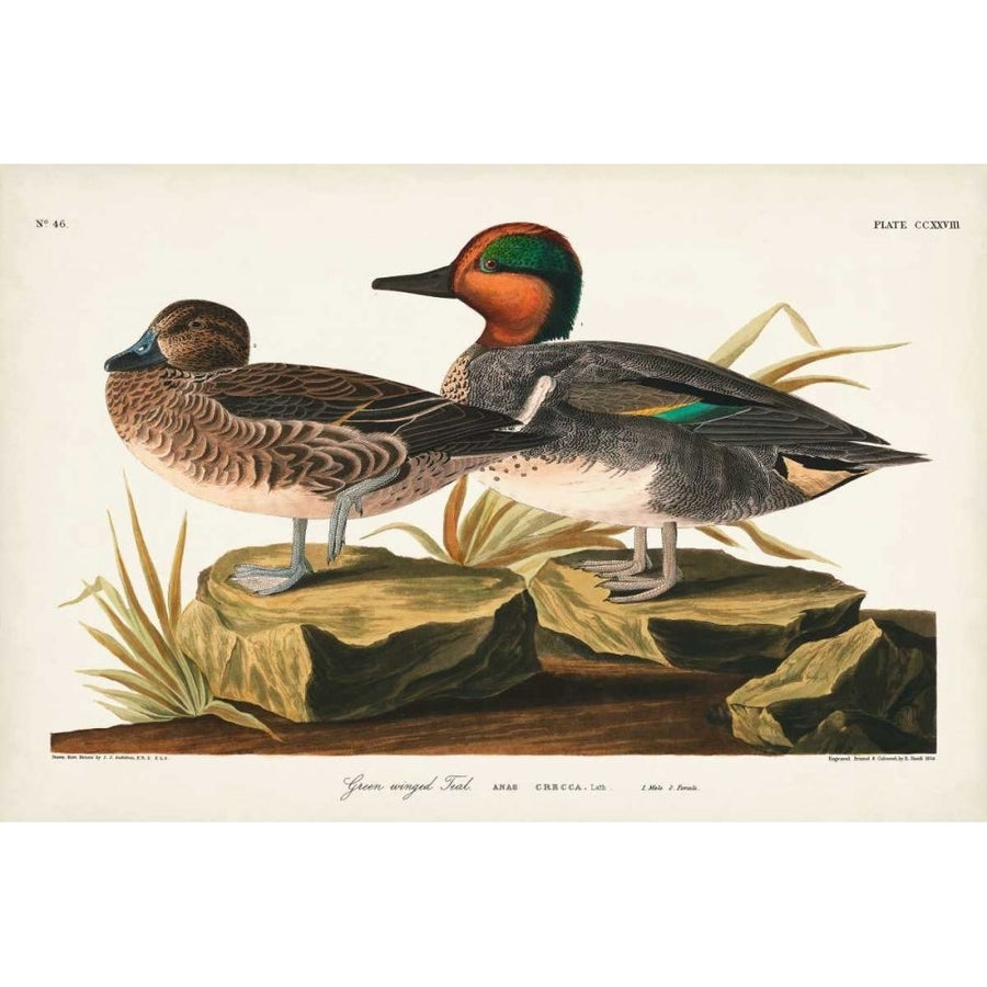 Pl 228 Green-winged Teal Poster Print - John James Audubon-VARPDX168484Z Image 1