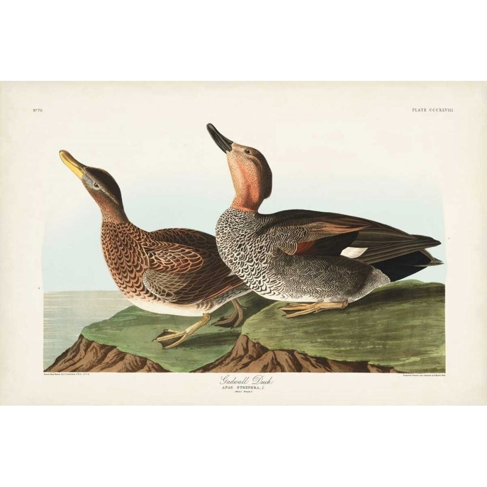 Pl 348 Galdwell Duck Poster Print - John James Audubon-VARPDX168494Z Image 1