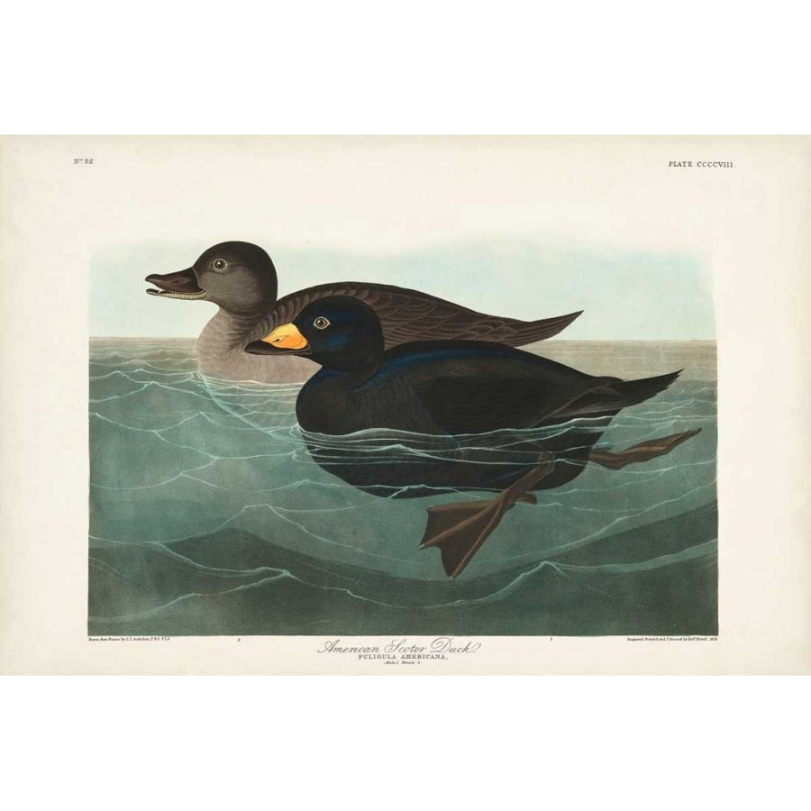 Pl 408 American Scoter Duck Poster Print - John James Audubon-VARPDX168498Z Image 1