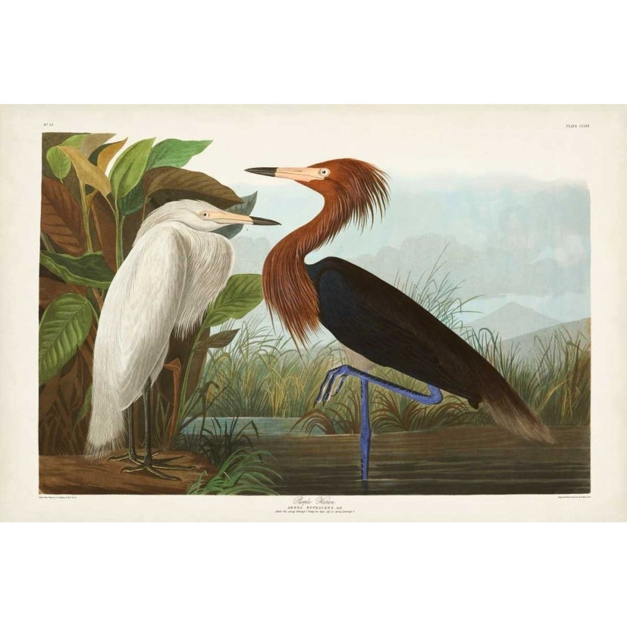 Pl 256 Purple Heron Poster Print - John James Audubon-VARPDX168517Z Image 1