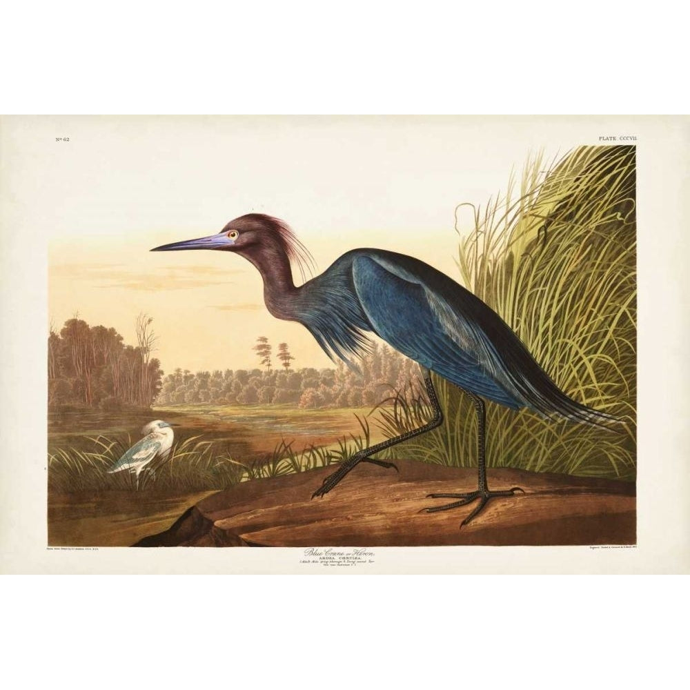 Pl 307 Blue Crane or Heron Poster Print - John James Audubon-VARPDX168519Z Image 1