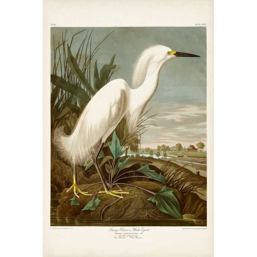 Pl 242 Snowy Heron Poster Print - John James Audubon-VARPDX168531Z Image 1