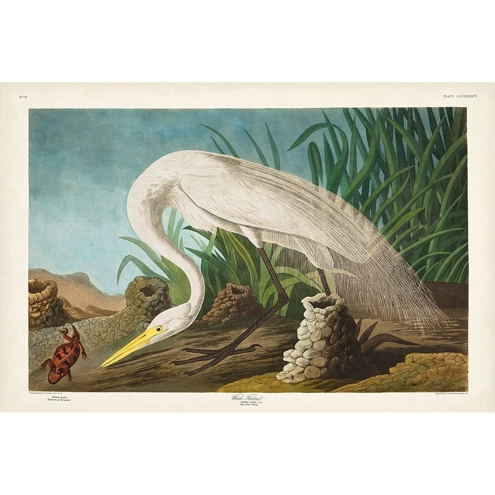 Pl 386 White Heron Poster Print - John James Audubon-VARPDX168522Z Image 1