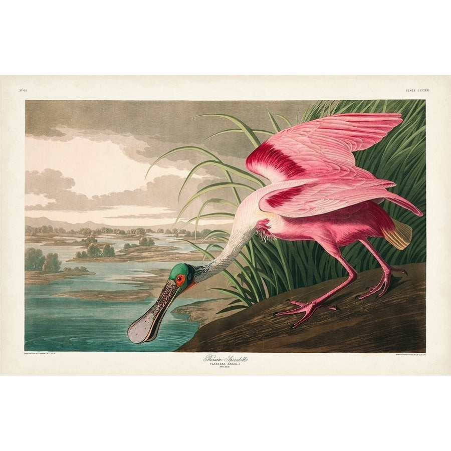 Pl 321 Roseate Spoonbill Poster Print - John James Audubon-VARPDX168521Z Image 1