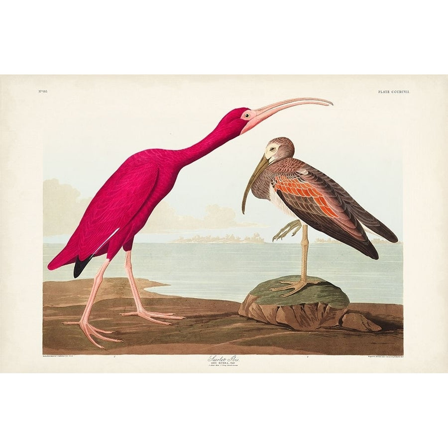 Pl 397 Scarlet Ibis Poster Print - John James Audubon-VARPDX168523Z Image 1