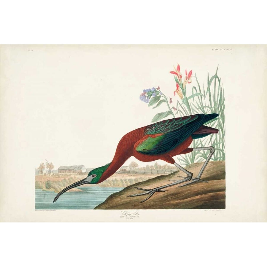 Pl 387 Glossy Ibis Poster Print - John James Audubon-VARPDX168524Z Image 1