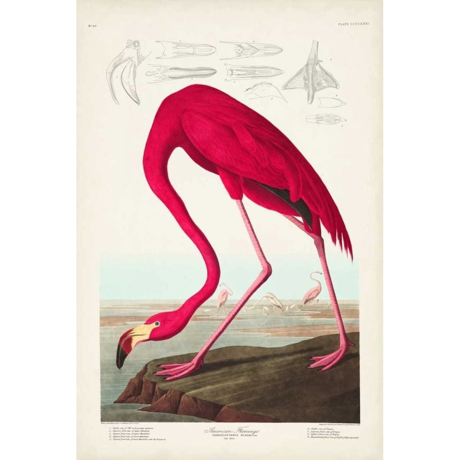 Pl 431 American Flamingo Poster Print - John James Audubon-VARPDX168536Z Image 1