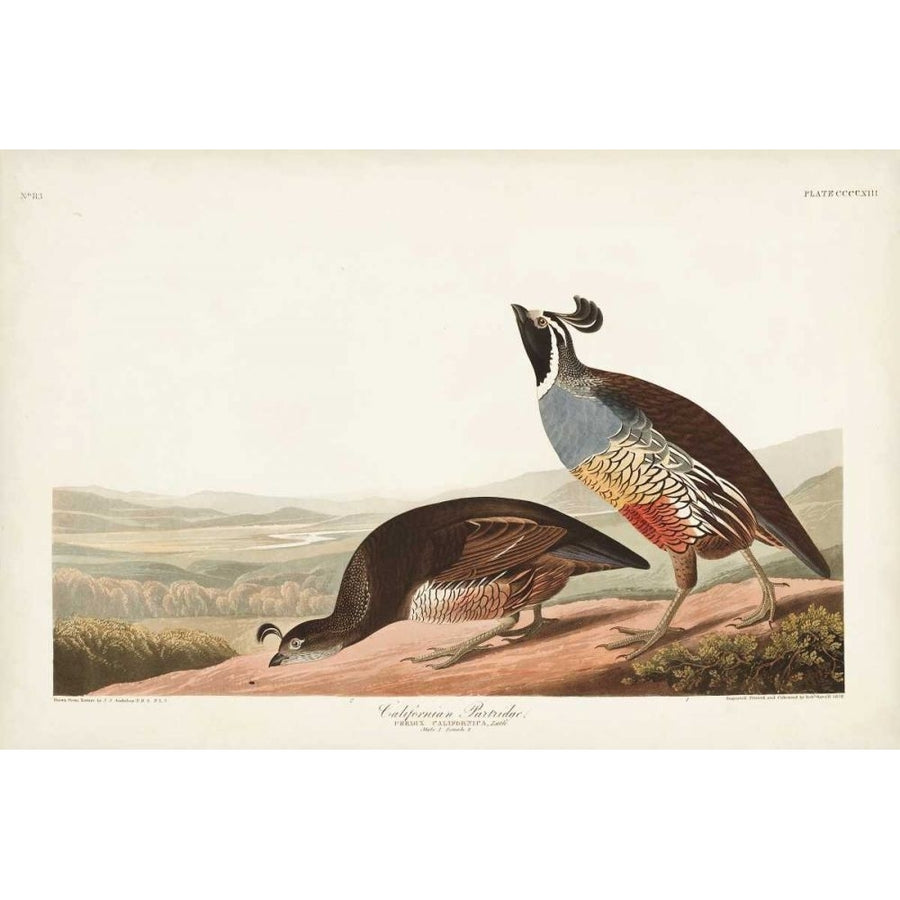 Pl 413 Californian Partridge Poster Print - John James Audubon-VARPDX168544Z Image 1