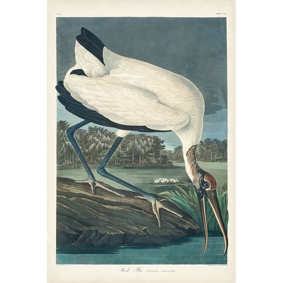 Pl 216 Wood Ibis Poster Print - John James Audubon-VARPDX168533Z Image 1