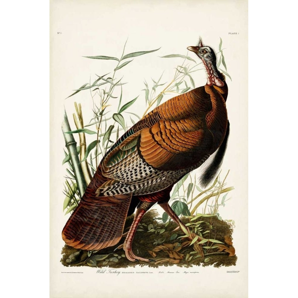 Pl 1 Wild Turkey Poster Print - John James Audubon-VARPDX168537Z Image 1