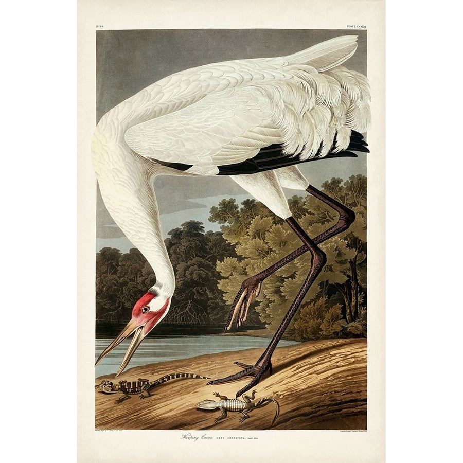 Pl 226 Hooping Crane Poster Print - John James Audubon-VARPDX168532Z Image 1