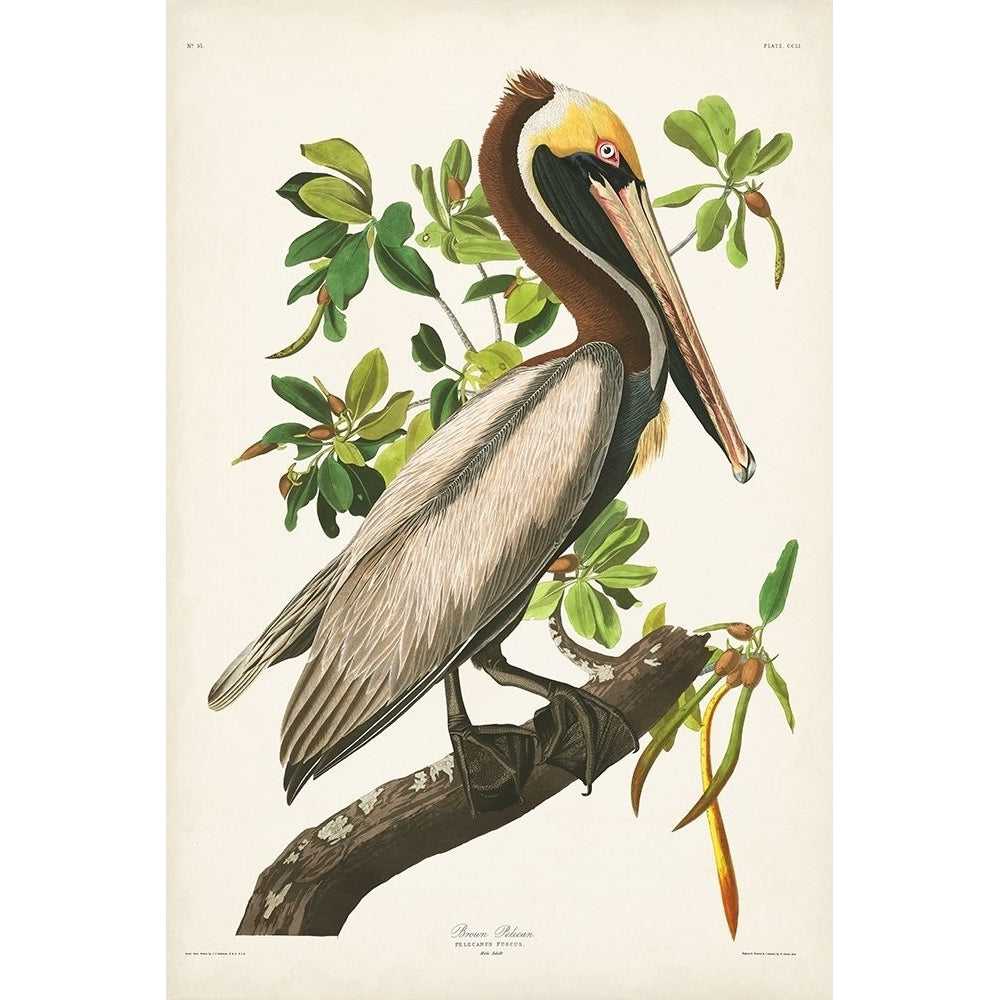 Pl 251 Brown Pelican Poster Print - John James Audubon-VARPDX168602Z Image 1