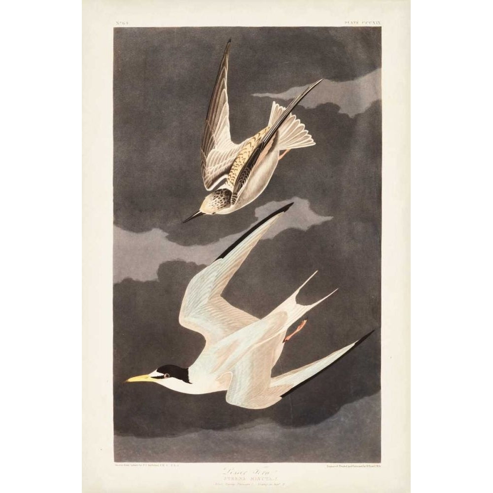 Pl 319 Lesser Tern Poster Print - John James Audubon-VARPDX168615Z Image 1