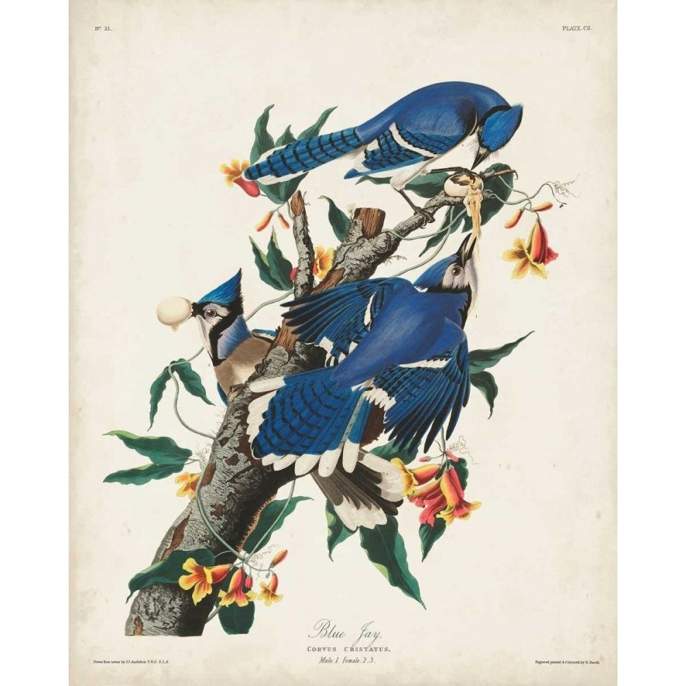 Pl 102 Blue Jay Poster Print - John James Audubon-VARPDX168636Z Image 1