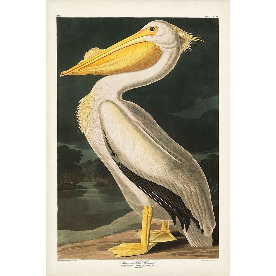 Pl 311 American White Pelican Poster Print - John James Audubon-VARPDX168603Z Image 1