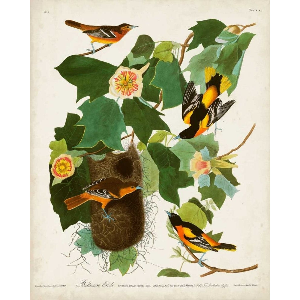 Pl 12 Baltimore Oriole Poster Print - John James Audubon-VARPDX168633Z Image 1