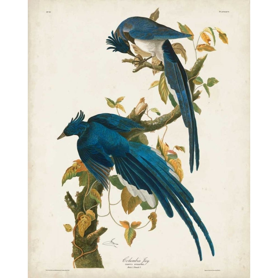 Pl 96 Columbia Jay Poster Print - John James Audubon-VARPDX168638Z Image 1