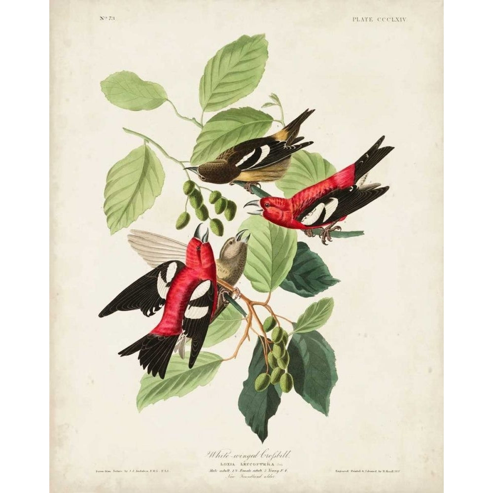 Pl 364 White-winged Crossbill Poster Print - John James Audubon-VARPDX168644Z Image 1