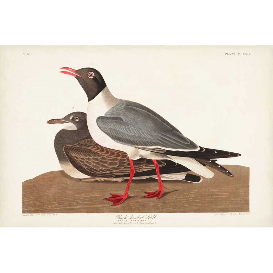 Pl 314 Black-headed Gull Poster Print - John James Audubon-VARPDX168610Z Image 1