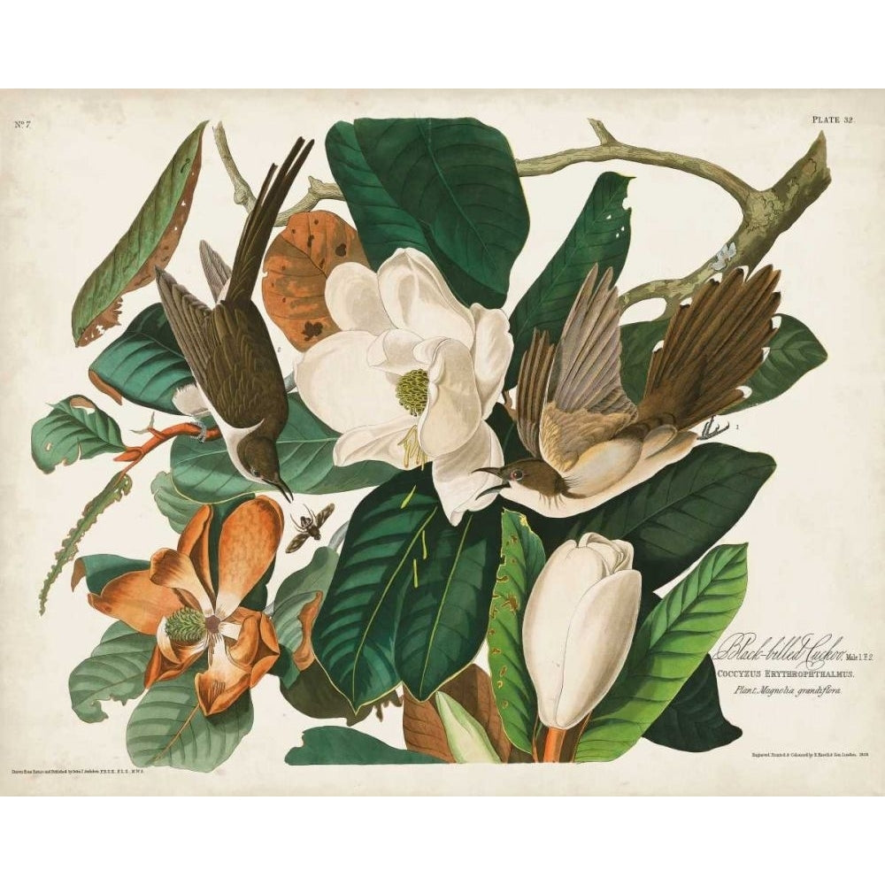 Pl 32 Black-billed Cuckoo Poster Print - John James Audubon-VARPDX168631Z Image 1