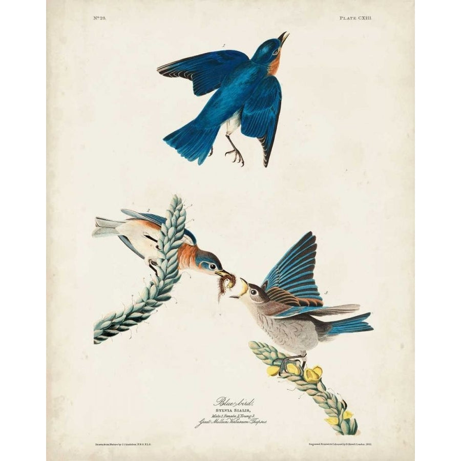 Pl 113 Blue Bird Poster Print - John James Audubon-VARPDX168639Z Image 1