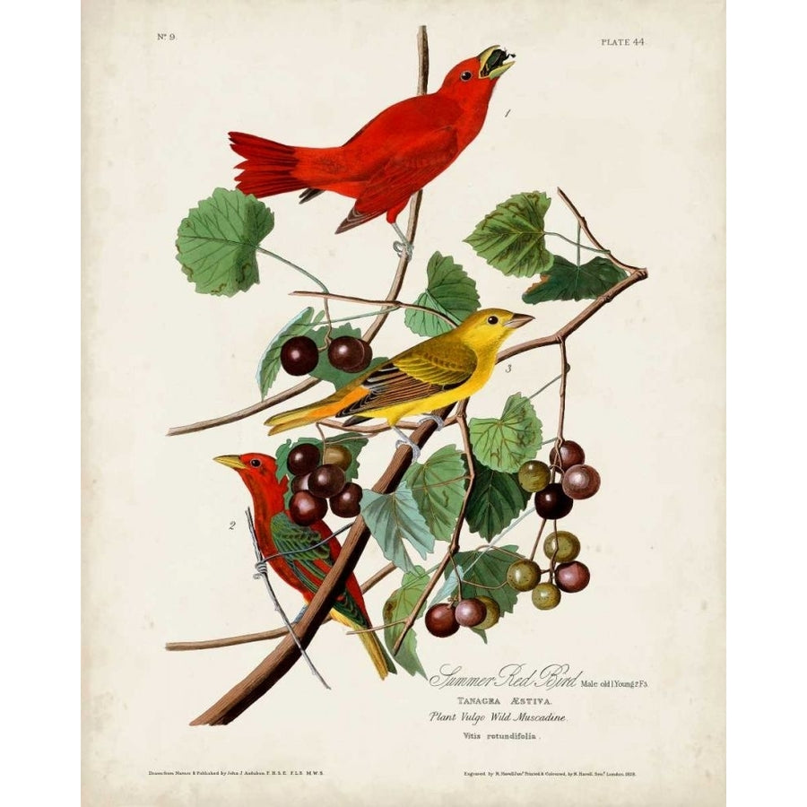 Pl 44 Summer Red Bird Poster Print - John James Audubon-VARPDX168642Z Image 1