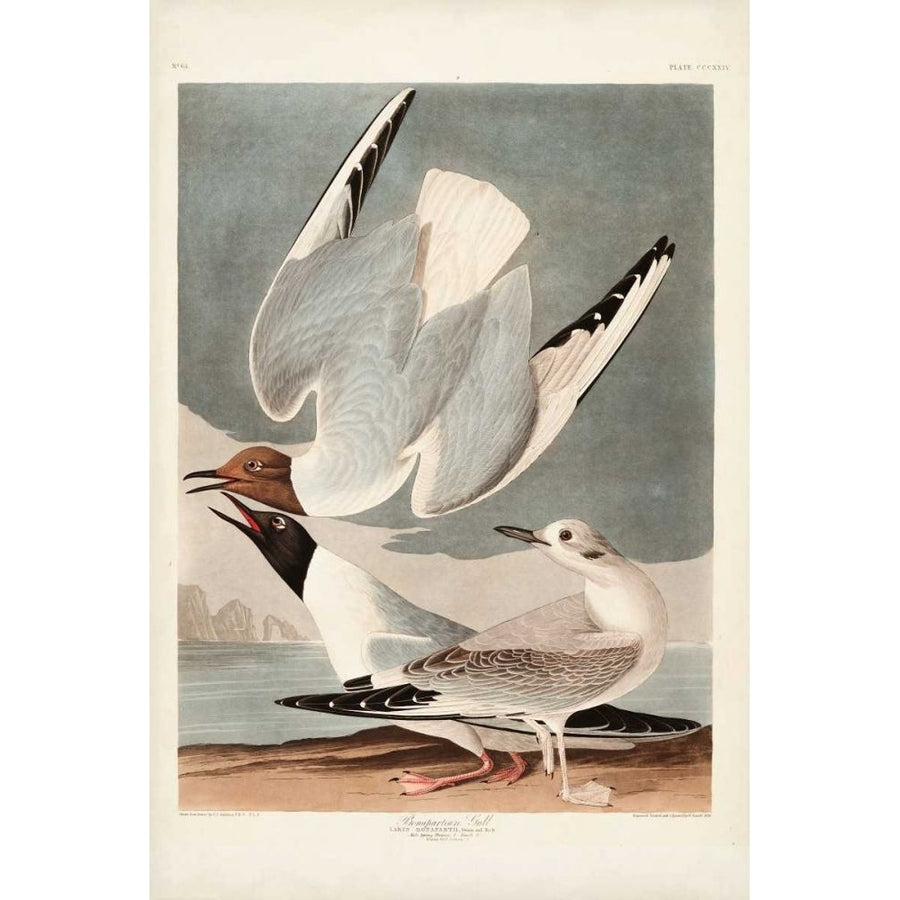 Pl 324 Bonapartian Gull Poster Print - John James Audubon-VARPDX168606Z Image 1