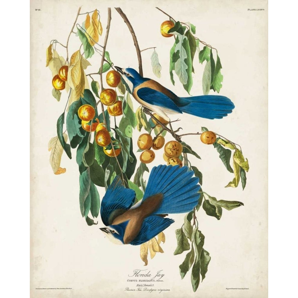 Pl 87 Floriday Jay Poster Print - John James Audubon-VARPDX168637Z Image 1