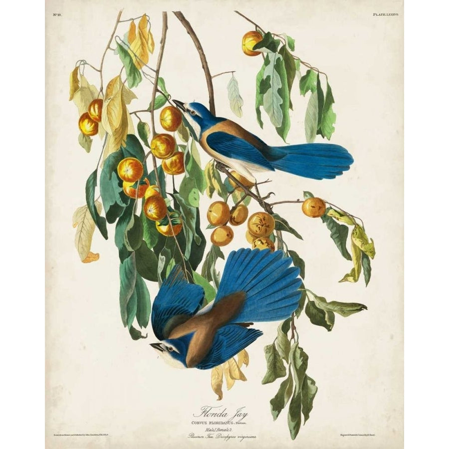 Pl 87 Floriday Jay Poster Print - John James Audubon-VARPDX168637Z Image 1