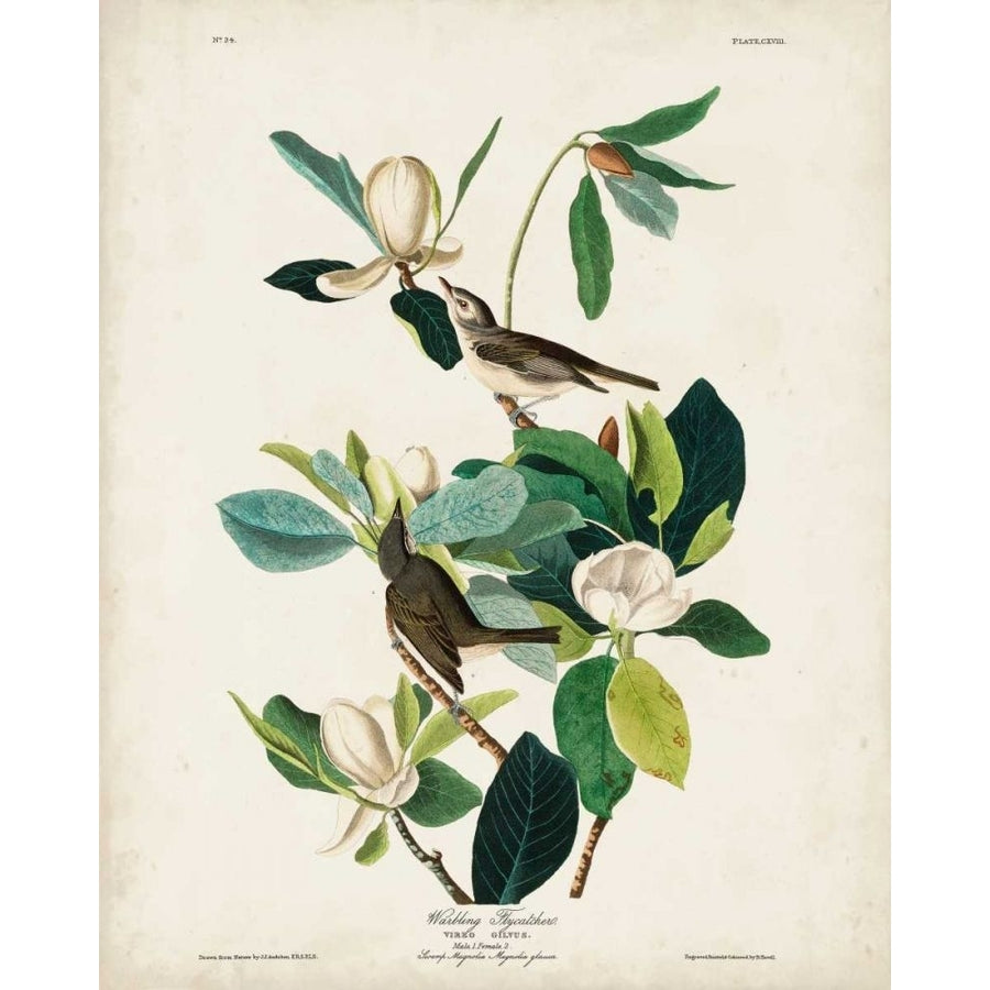 Pl 118 Warbling Flycatcher Poster Print - John James Audubon-VARPDX168641Z Image 1