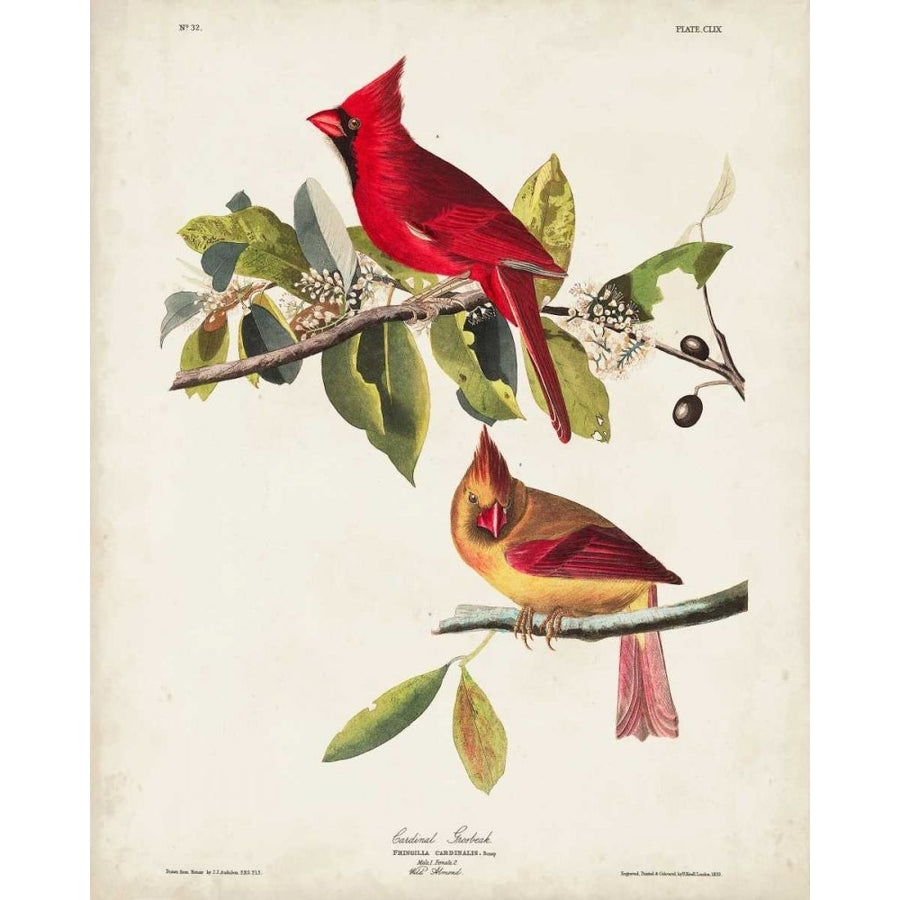 Pl 158 Cardinal Grosbeak Poster Print - John James Audubon-VARPDX168647Z Image 1