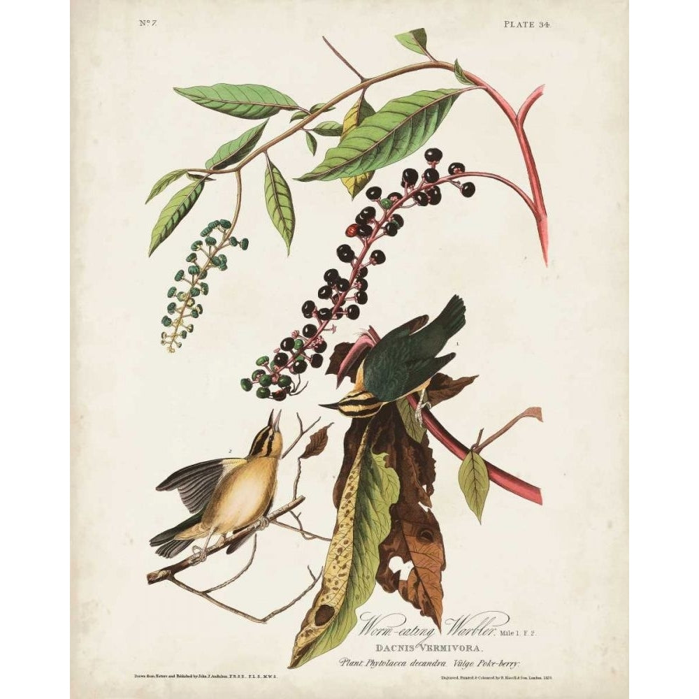 Pl 34 Worm-eating Warbler Poster Print - John James Audubon-VARPDX168667Z Image 1