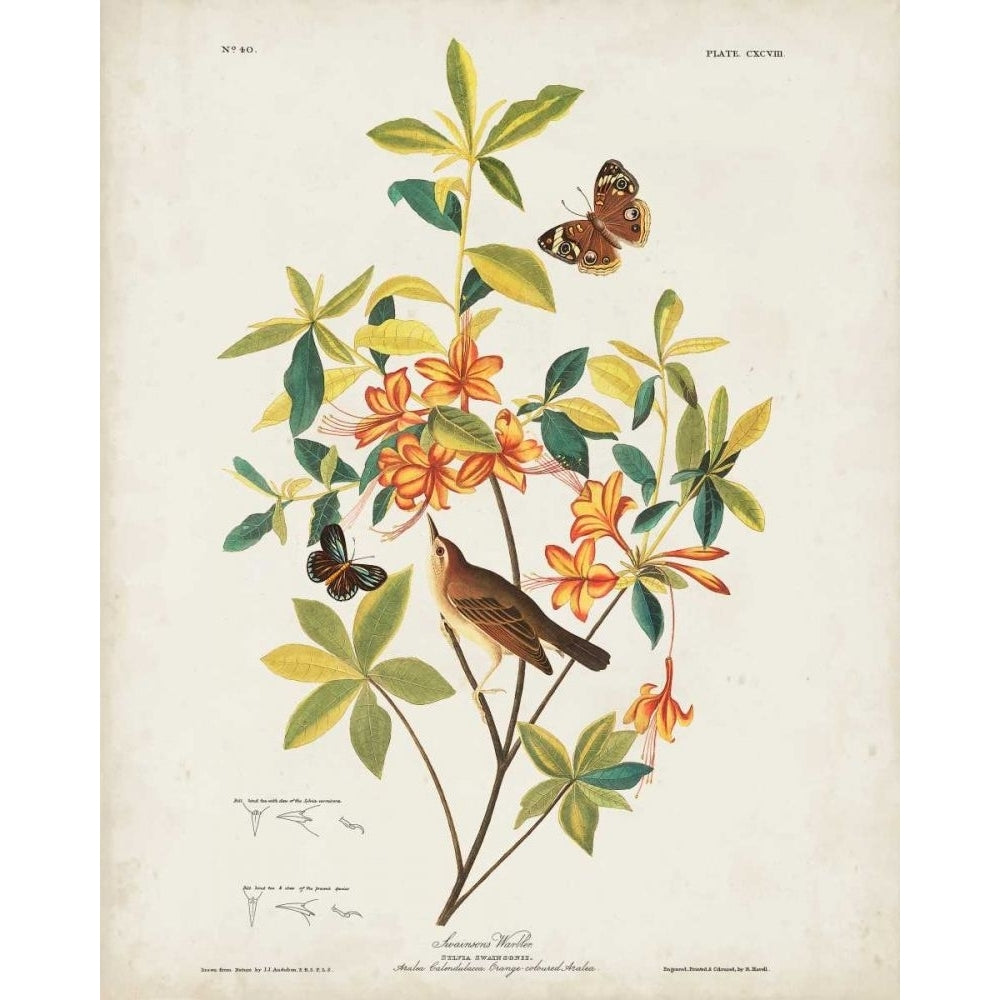 Pl 198 Swainsons Warbler Poster Print - John James Audubon-VARPDX168679Z Image 1