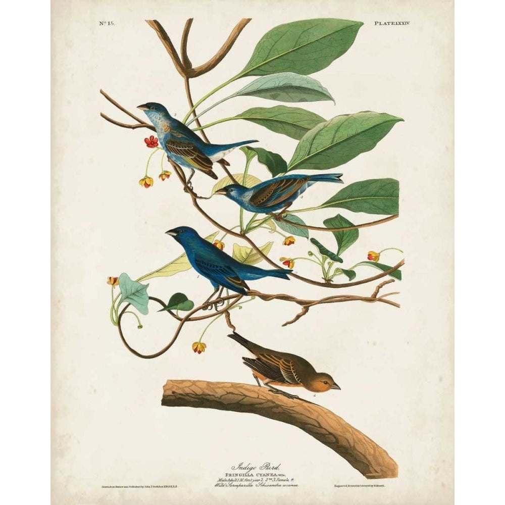 Pl 74 Indigo Bird Poster Print - John James Audubon-VARPDX168649Z Image 1